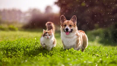 Best pet insurance companies of May 2024