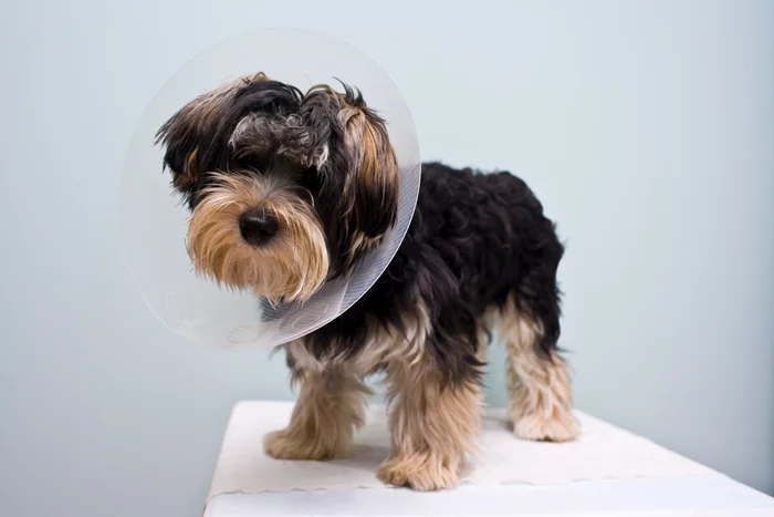 Does pet insurance cover spaying and neutering? 